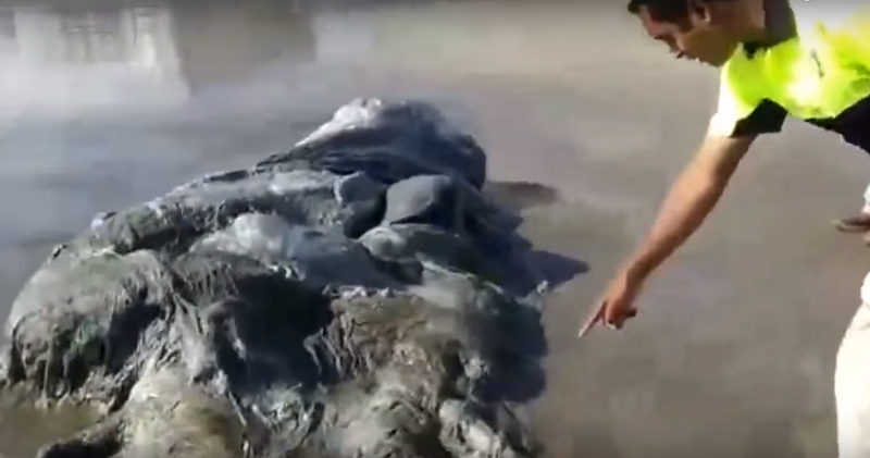 смотреть На пляж Мексики вынесло 4-метровое тело неизвестного морского монстра