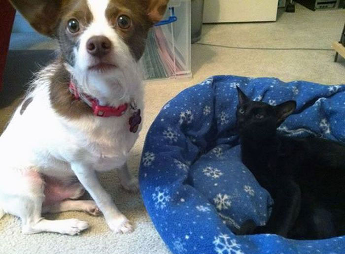 фото для записи Реакция собак, когда их место занимают кошки (17 фото)