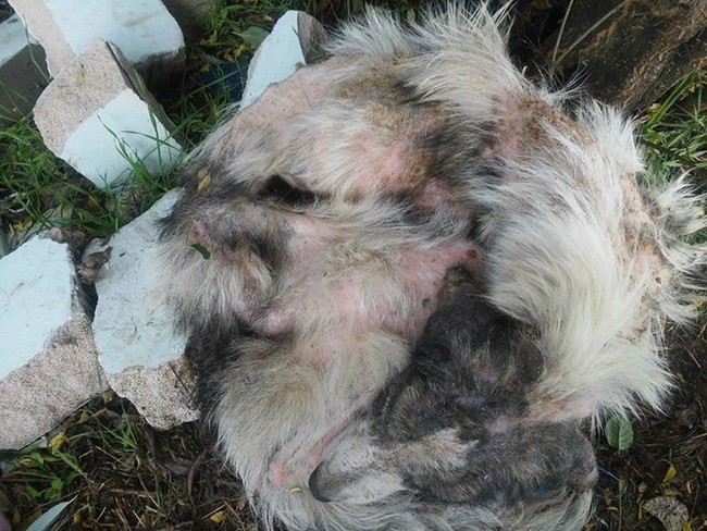 фото для записи Собака была на волоске от гибели, когда ее нашли спасатели