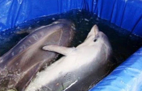 фото для записи Что творится за кулисами шоу с дельфинами. Шокирующая правда!
