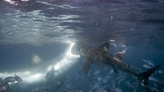 фото для записи Жесткая битва между акул (4 фото)