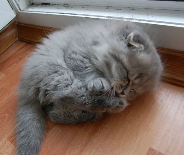 фото для записи Самые пушистые кошки в мире