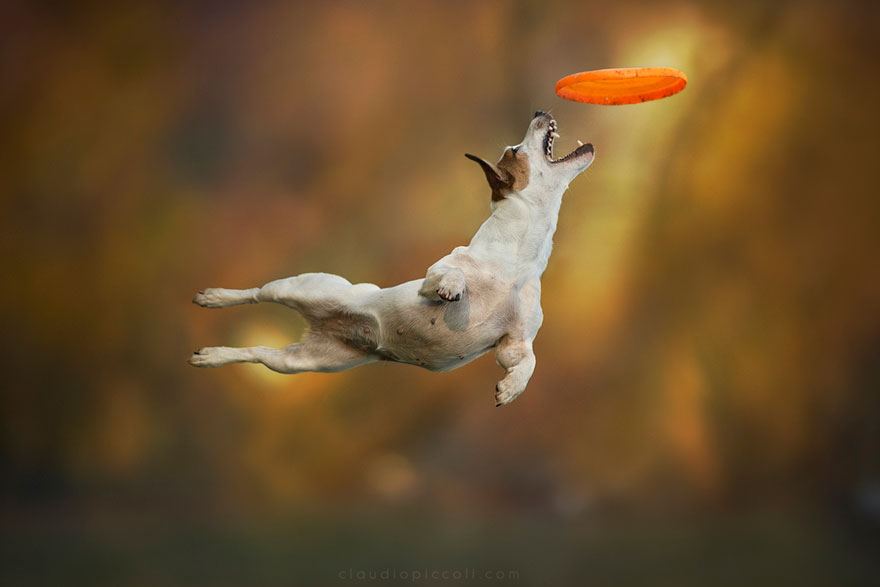 фото для записи Собаки могут летать когда ловят фрисби