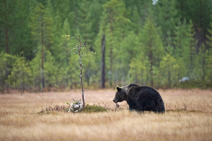 фото для записи Пример невероятной дружбы медведя и волка.