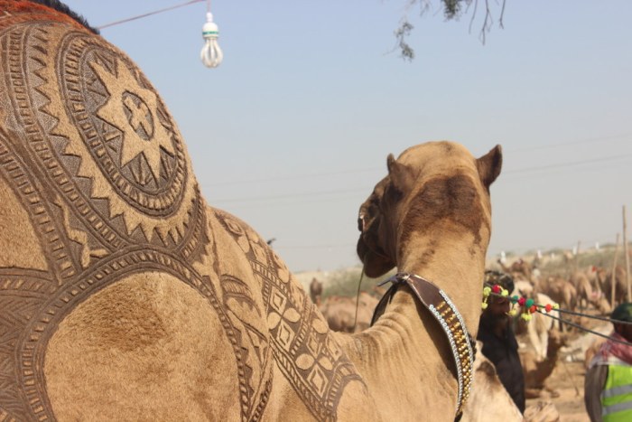 фото для записи В Пакистане верблюды получили стильные стрижки от парикмахеров (7 фото)