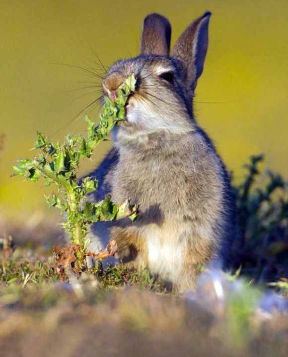 фото для записи Не жри, что попало! В пример - кролик который съел колючку... (4 фото)