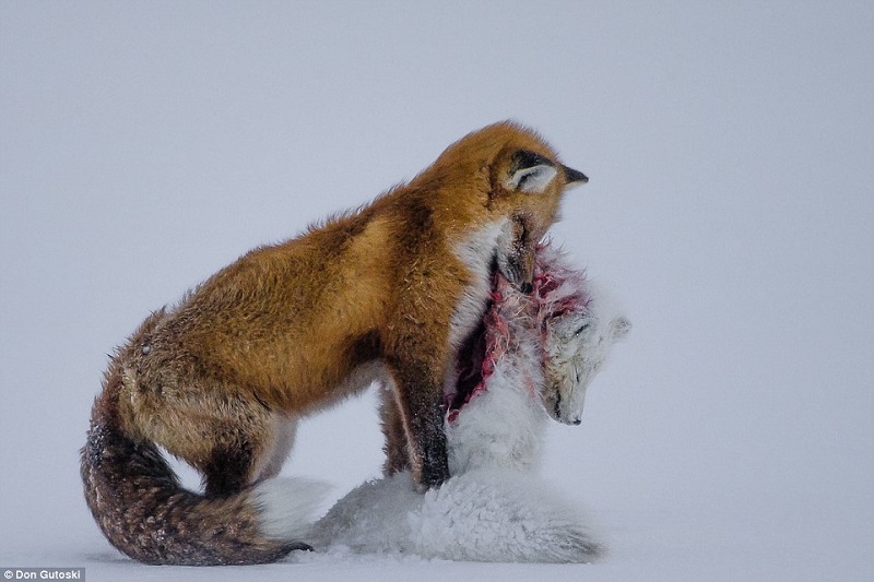 фото для записи Эти снимки не оставят равнодушным! 10 лучших работ конкурса Wildlife Photographer of the Year