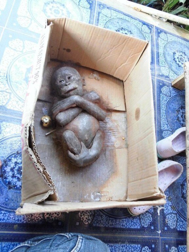 фото для записи Ребенок орангутана умирал в картонной коробке... К счастью, теперь ему ничто не угрожает.