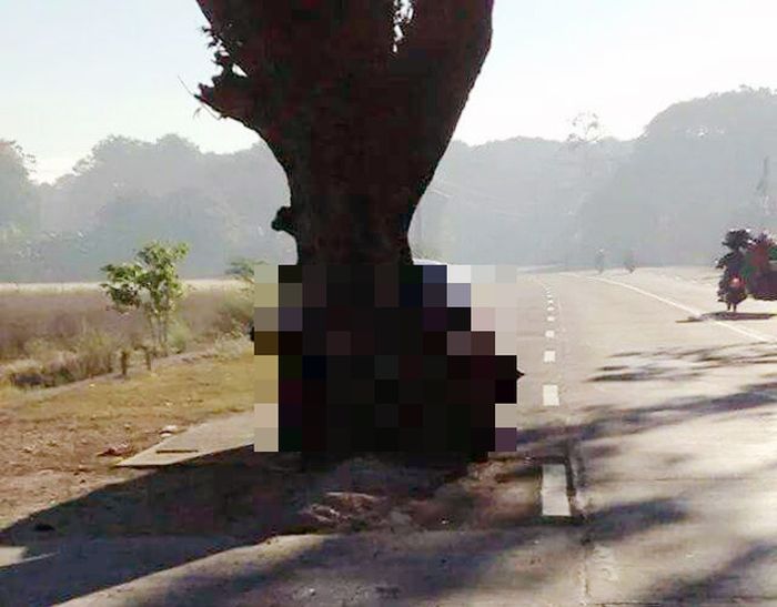фото для записи Дерево на автомобильной дороге - к аварии (3 фото)